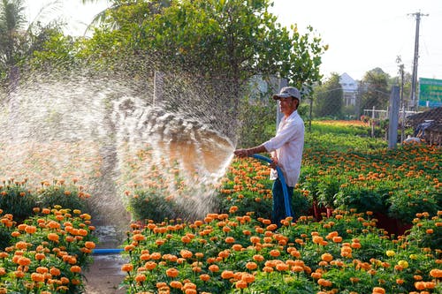 男人在橙花上喷水 · 免费素材图片