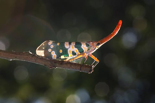 选择性聚焦摄影上的橙色和灰色昆虫 · 免费素材图片