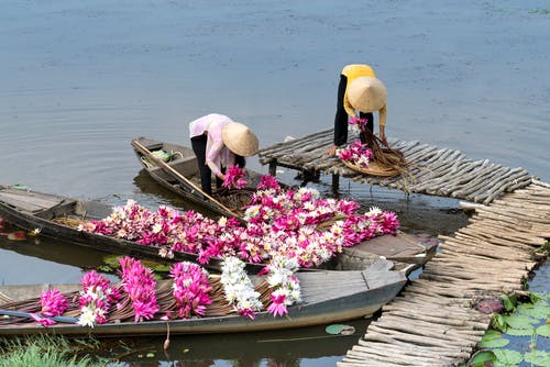 人们摘花 · 免费素材图片