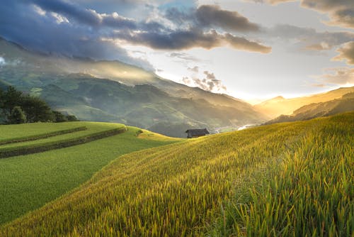 黄金时段的稻田 · 免费素材图片