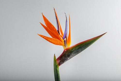 天堂鸟植物 · 免费素材图片