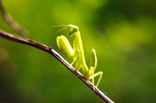 小绿色昆虫 · 免费素材图片