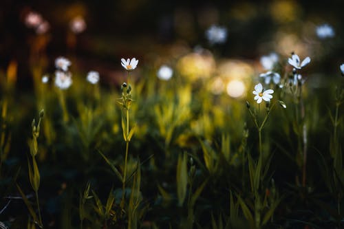 盛开的白色和黄色雏菊花 · 免费素材图片