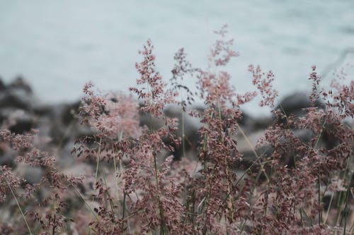 粉红色的花瓣 · 免费素材图片