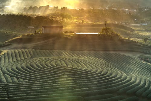 绿草地风光 · 免费素材图片