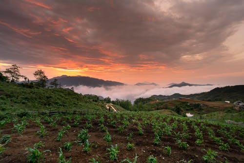 多云的天空下的绿色植物 · 免费素材图片