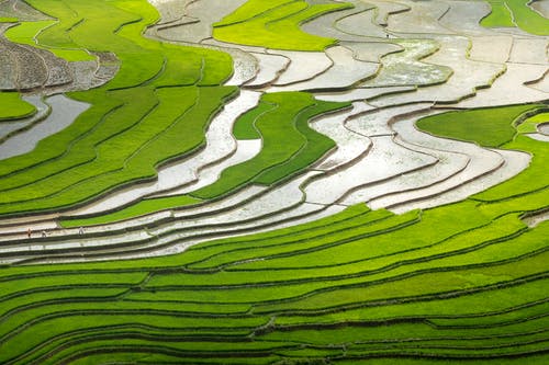 稻田鸟瞰图 · 免费素材图片