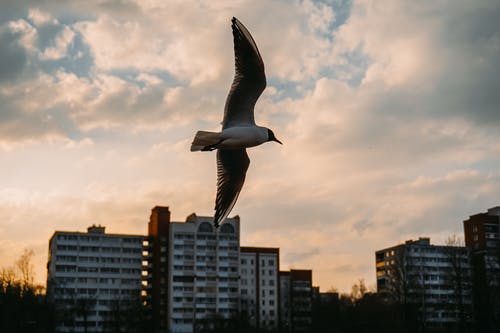 飞鸟 · 免费素材图片