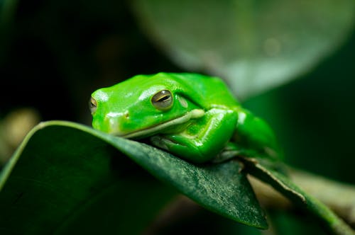 树蛙在绿叶上休息 · 免费素材图片