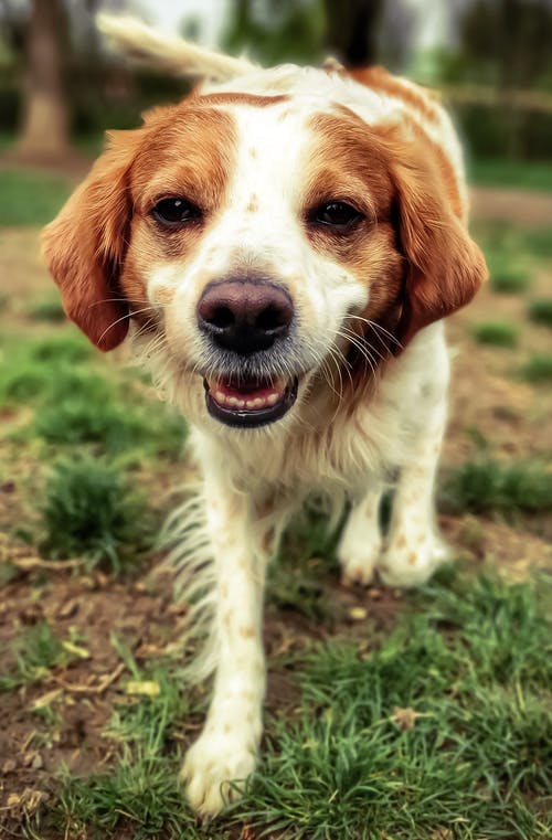 有趣的布列塔尼猎犬在绿草如茵的草地上行走 · 免费素材图片