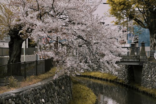 河附近的白色樱花树 · 免费素材图片