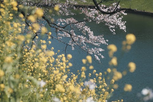 黄花瓣特写 · 免费素材图片