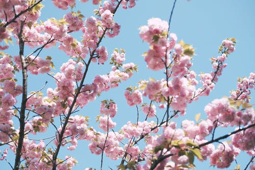 樱花的特写 · 免费素材图片