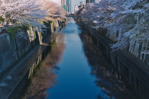 河和樱花 · 免费素材图片