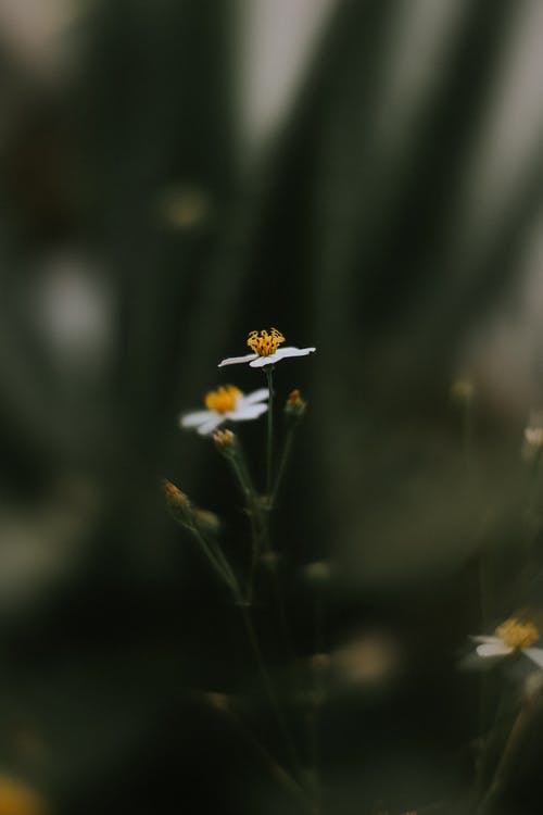 白色花瓣花 · 免费素材图片