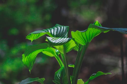 绿色植物 · 免费素材图片