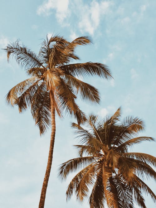 两棵椰子树 · 免费素材图片