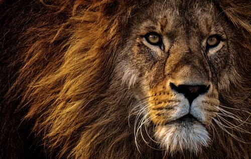 狮子的头的特写照片 · 免费素材图片