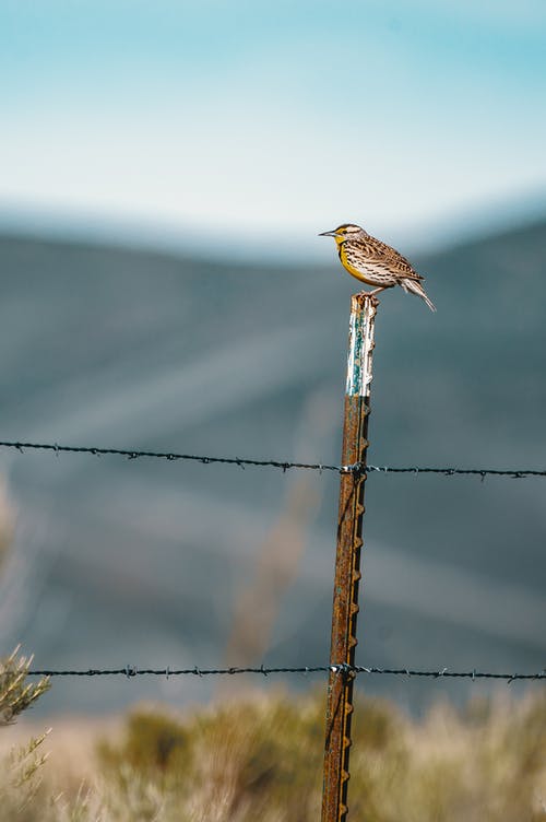 选择性聚焦摄影的棕鸟 · 免费素材图片