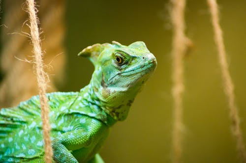 绿鬣蜥的浅焦点摄影 · 免费素材图片