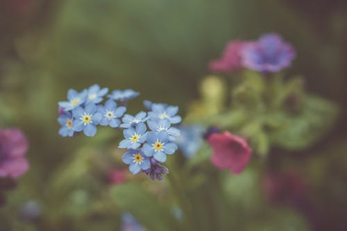 蓝花 · 免费素材图片