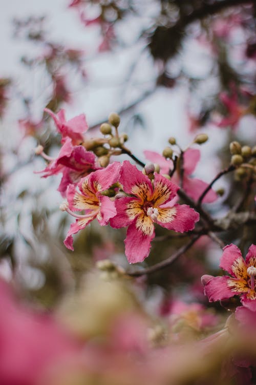 粉红色的花瓣花 · 免费素材图片