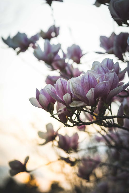 粉色花瓣花 · 免费素材图片