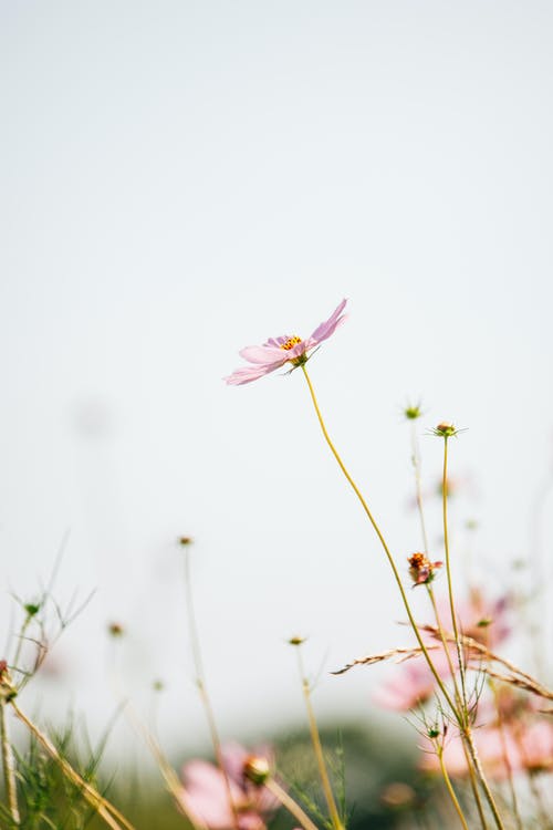 粉红色的花朵 · 免费素材图片