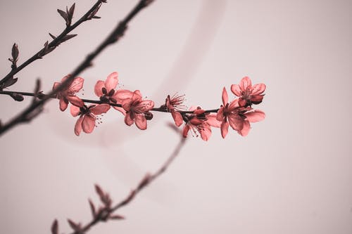 红花瓣 · 免费素材图片