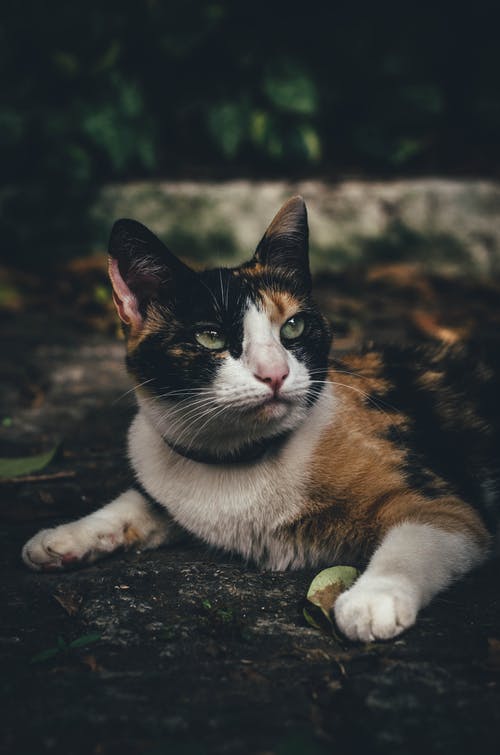 棕色地板上的印花布猫 · 免费素材图片