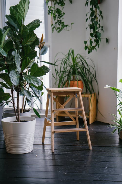 绿色植物旁边的棕色木梯 · 免费素材图片