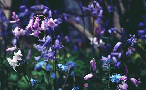 紫色花瓣花的选择性焦点照片 · 免费素材图片