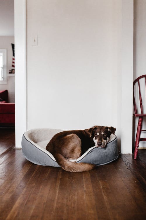 狗在宠物床上 · 免费素材图片
