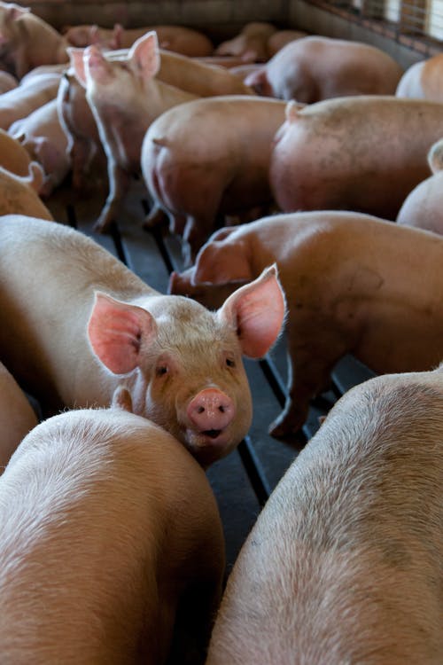 群粉红猪在笼子上 · 免费素材图片