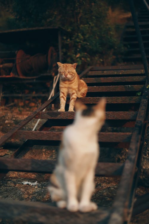 回望另一只猫的白色短毛猫的选择性聚焦照片 · 免费素材图片