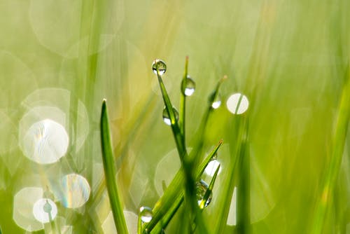 植物上的水滴的特写摄影 · 免费素材图片