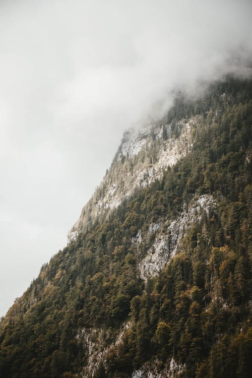 绿树风景摄影 · 免费素材图片