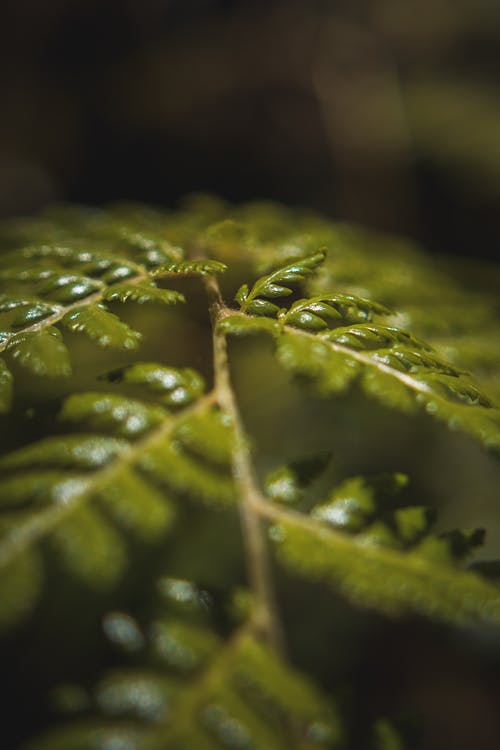 绿叶植物 · 免费素材图片