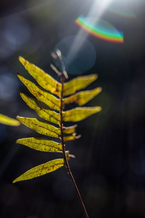 绿叶植物 · 免费素材图片