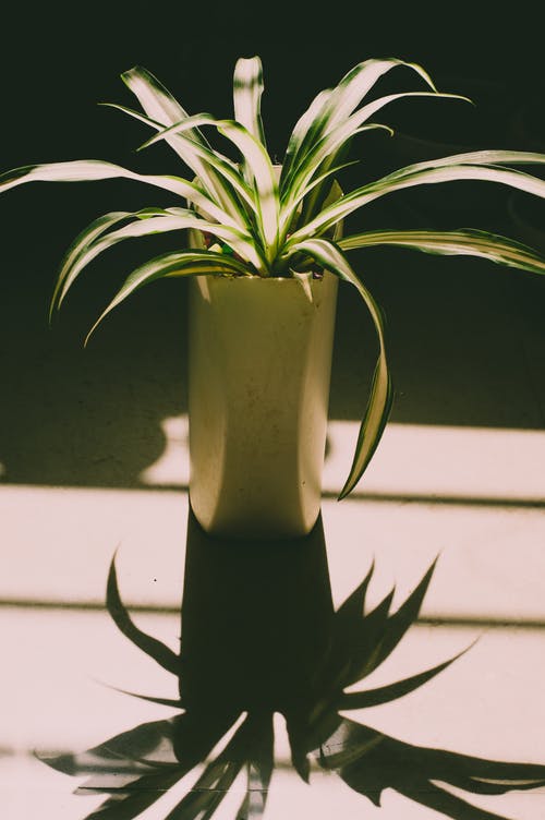 绿色线性叶子的植物 · 免费素材图片