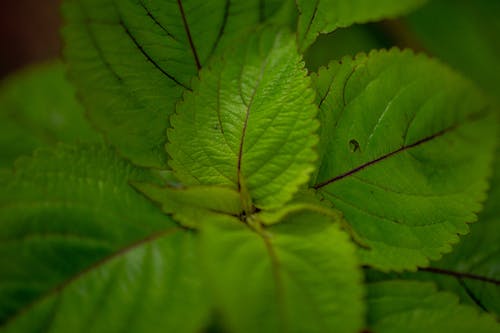 绿叶植物的特写摄影 · 免费素材图片
