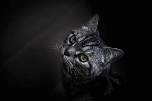 短毛灰猫照片 · 免费素材图片