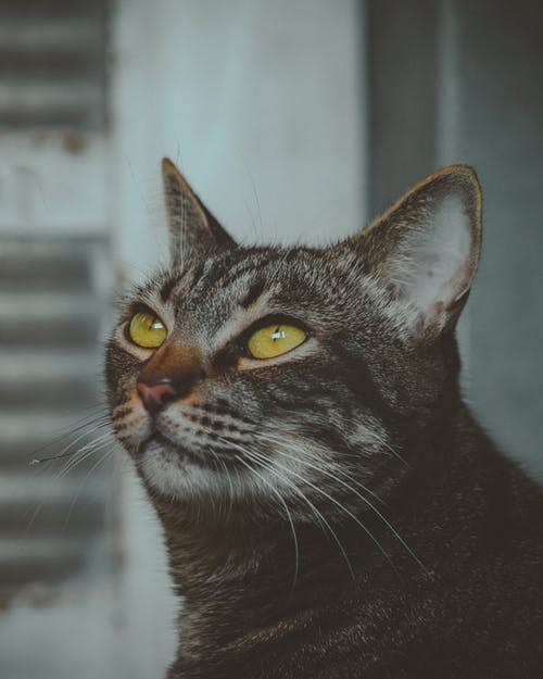 棕色虎斑猫 · 免费素材图片