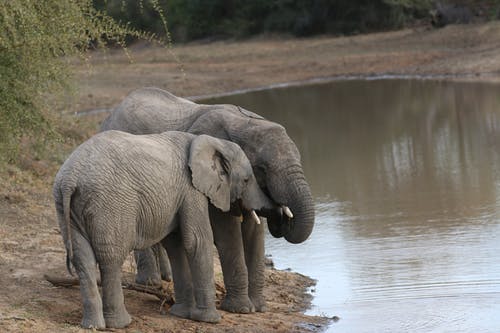 河附近的两只灰色大象 · 免费素材图片