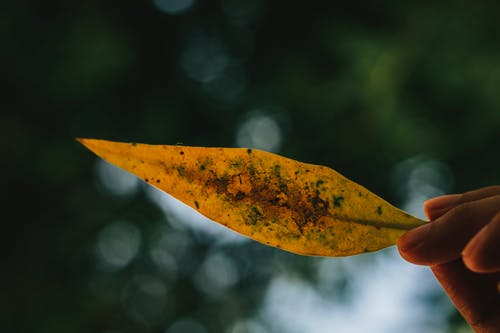 黄叶 · 免费素材图片