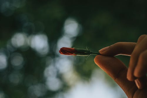 Unbloom花的选择性聚焦摄影 · 免费素材图片