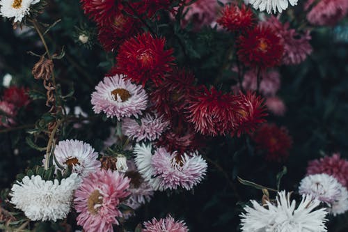 粉色和白色的花瓣花 · 免费素材图片