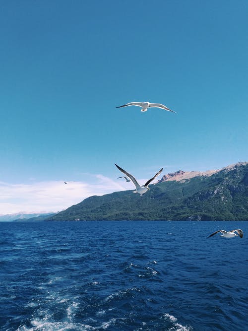 群鸟飞过水体 · 免费素材图片