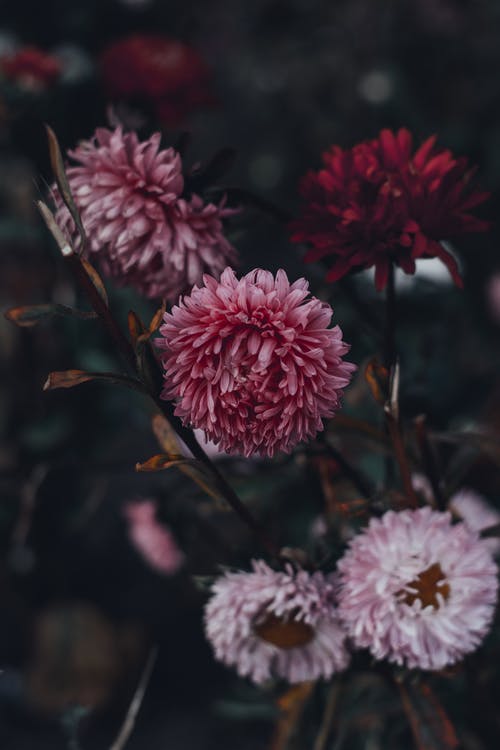 粉色和白色雏菊在特写照片 · 免费素材图片