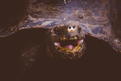 棕龟 · 免费素材图片